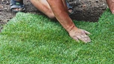 Çimenlik Yuvarlayan Adam. Çim yapıyorum. Yavaş bir hareket yap. Tanımlanamayan bahçıvan elleri yeşil çimlerden mükemmel bir çim oluşturuyor. Peyzaj tasarımı üzerinde çalışan kişi.