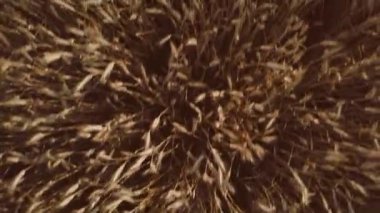 Sunrise 'da buğday tarlası, Top View. Drone atışı: Güneşli bir sabahta rüzgarda sallanan buğday kulakları. Hasat ve Ekin konsepti. Barışçıl sinema alanının üzerinden uçuş