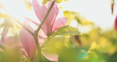 Magnolia ağacı çiçek açar. Yavaş bir hareket yap. Lens fişeği. 4K DCI çözünürlüğünde çekildi. Botanik bahçesinde çiçek açan güzel bahar çiçeklerinin sinematik çekimi. Mükemmel doğa arka planı