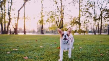 Parkta koşan mutlu şirin köpek yavrusu. Yavaş hareket, dengeli, dinamik. Tamam mı? Şövalye Kral Charles Spaniel bebek köpek güneşli günbatımının tadını çıkarıyor, koşuyor ve oynuyor. Sinematik sonbahar estetiği.
