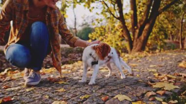Parkta genç bir kadın tarafından övülen mutlu köpek yavrusu. Yavaş hareket, dengeli, dinamik. Tamam mı? Şövalye Kral Charles Spaniel yavru köpek güneşli günbatımının tadını çıkarıyor. Evcil hayvan ve sahibinin aşkı.