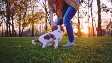 Puppy ile parkta oynayan bir kadın. Yavaş hareket, dengeli, dinamik. Tamam mı? Şövalye Kral Charles Spaniel bebek köpek güneşli günbatımının tadını çıkarıyor, koşuyor ve mutlu kızla zıplıyor. Evcil hayvan ve sahibinin aşkı.