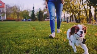 Puppy parkta bir kadınla yürüyor. Yavaş hareket, dengeli, dinamik. Tamam mı? Şövalye Kral Charles Spaniel bebek köpek güneşli günbatımının tadını çıkarıyor, koşuyor ve mutlu kızla zıplıyor. Evcil hayvan ve sahibinin aşkı.