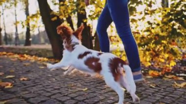 Puppy parkta bir kadınla yürüyor. Yavaş hareket, dengeli, dinamik. Tamam mı? Şövalye Kral Charles Spaniel bebek köpek güneşli günbatımının tadını çıkarıyor, koşuyor ve mutlu kızla zıplıyor. Evcil hayvan ve sahibinin aşkı.