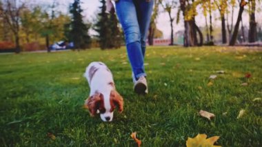 Puppy parkta bir kadınla yürüyor. Yavaş hareket, dengeli, dinamik. Tamam mı? Şövalye Kral Charles Spaniel bebek köpek güneşli günbatımının tadını çıkarıyor, koşuyor ve mutlu kızla zıplıyor. Evcil hayvan ve sahibinin aşkı.