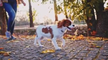 Puppy parkta bir kadınla yürüyor. Yavaş hareket, dengeli, dinamik. Tamam mı? Şövalye Kral Charles Spaniel bebek köpek güneşli günbatımının tadını çıkarıyor, koşuyor ve mutlu kızla zıplıyor. Evcil hayvan ve sahibinin aşkı.