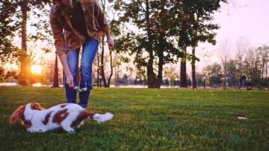 Puppy ile parkta oynayan bir kadın. Yavaş hareket, dengeli, dinamik. Tamam mı? Şövalye Kral Charles Spaniel bebek köpek güneşli günbatımının tadını çıkarıyor, koşuyor ve mutlu kızla zıplıyor. Evcil hayvan ve sahibinin aşkı.