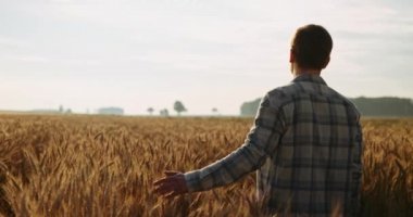 Sunrise 'da Genç Adam Buğday Kulağı Dokunuyor. Yavaş hareket et. 4K DCI. Genç çiftçi elini buğday tarlasında gezdiriyor. Güneş merceği parlıyor. İyi hasat konsepti. Sinematik sabah çekimi