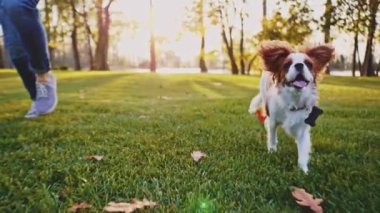 Parkta bir kadınla koştuğun için mutlu köpek yavrusu. Yavaş hareket, dengeli, dinamik. Tamam mı? Şövalye Kral Charles Spaniel bebek köpek güneşli günbatımının tadını çıkarıyor, koşuyor ve kızlarla oynuyor. Evcil hayvan ve sahibinin aşkı.