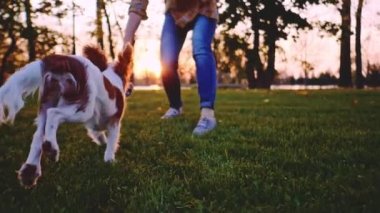 Puppy ile parkta oynayan bir kadın. Yavaş hareket, dengeli, dinamik. Tamam mı? Şövalye Kral Charles Spaniel bebek köpek güneşli günbatımının tadını çıkarıyor, koşuyor ve mutlu kızla zıplıyor. Evcil hayvan ve sahibinin aşkı.