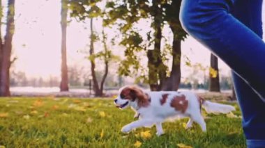 Puppy parkta bir kadınla yürüyor. Yavaş hareket, dengeli, dinamik. Tamam mı? Şövalye Kral Charles Spaniel bebek köpek güneşli günbatımının tadını çıkarıyor, koşuyor ve mutlu kızla zıplıyor. Evcil hayvan ve sahibinin aşkı.