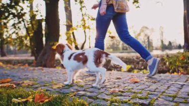 Puppy parkta bir kadınla yürüyor. Yavaş hareket, dengeli, dinamik. Tamam mı? Şövalye Kral Charles Spaniel bebek köpek güneşli günbatımının tadını çıkarıyor, koşuyor ve mutlu kızla zıplıyor. Evcil hayvan ve sahibinin aşkı.