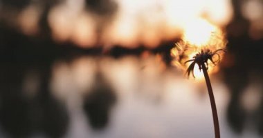 Sunset 'te Karahindiba Uçuyor. Yavaş hareket et. 4K DCI. Karahindiba tohumları savruluyor ve parkın arka planında uçup gidiyor.