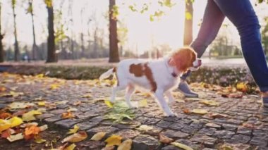 Puppy parkta bir kadınla yürüyor. Yavaş hareket, dengeli, dinamik. Tamam mı? Şövalye Kral Charles Spaniel bebek köpek güneşli günbatımının tadını çıkarıyor, koşuyor ve mutlu kızla zıplıyor. Evcil hayvan ve sahibinin aşkı.
