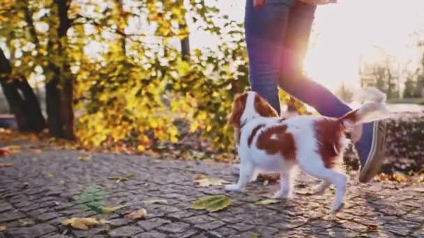 Chiot Marchant Avec Une Femme Dans Parc Motion Lent Stabilisé — Video