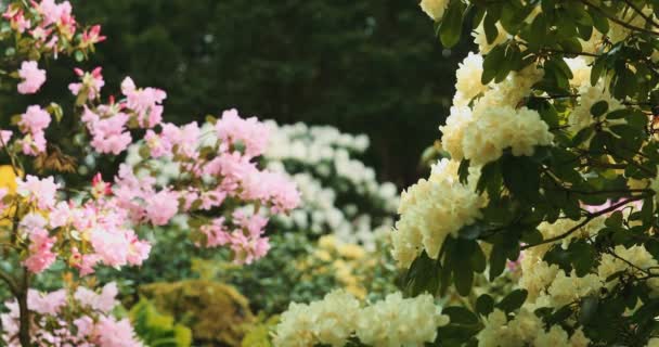 杜鹃灌木开花 缓慢的运动 用4K Dci分辨率拍摄 在植物园里盛开美丽的春花的电影拍摄 完美的自然背景 — 图库视频影像