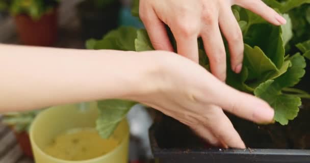 Handen Planten Basilicum Zonlicht Achtergrond Vertraag Bewegen Vrouw Handen Maken — Stockvideo