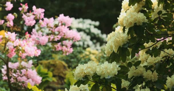 Rhododendron Buskar Blommar Sakta Backarna Inspelning Dci Upplösning Filmisk Bild — Stockvideo