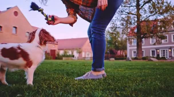 Woman Playing Puppy Park Slow Motion Stabilized Dynamic Cavalier King — Stock Video