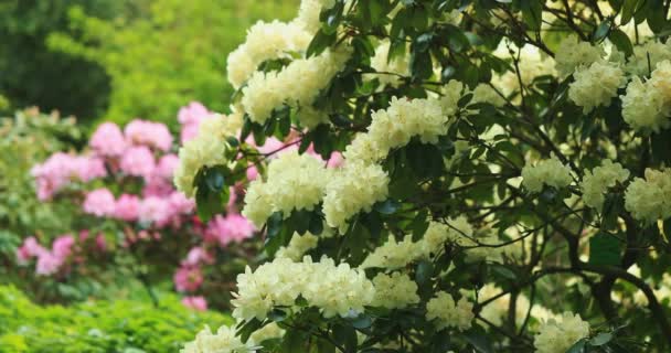 Rhododendron Bush Blossoms Slow Motion Filmed Dci Resolution Cinematic Shot — Stock Video