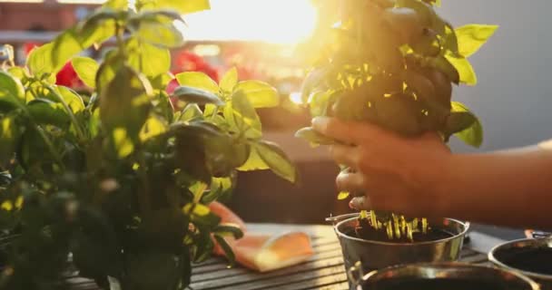 手はバジルを植え 日光の背景 スローモーション バルコニー パティオや庭のための夏のハーブボックスポットを作る女性の手 屋外の庭を閉じる レンズフレア — ストック動画