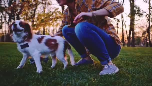 Woman Playing Puppy Park Slow Motion Stabilized Dynamic Cavalier King — Stock Video