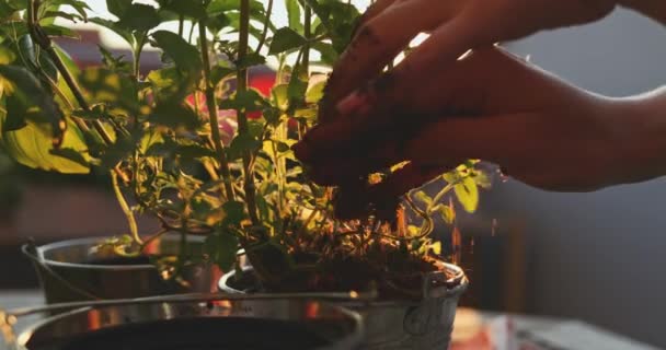 Mãos Plantando Manjericão Fundo Iluminado Pelo Sol Lento Movimento Mãos — Vídeo de Stock