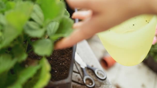 Planter Basilic Main Fond Ensoleillé Lenteur Motion Les Mains Femme — Video