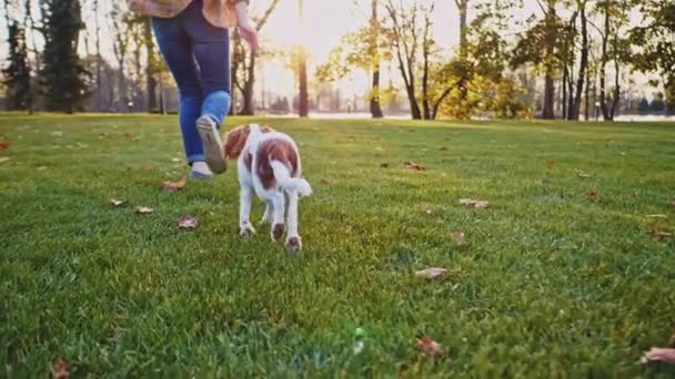 Happy Puppy Berlari Dengan Wanita Taman Slow Motion Stabilized Dynamic — Stok Video