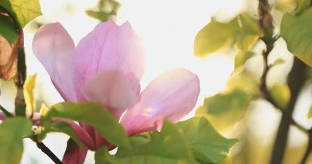 Los Árboles Magnolia Florecen Lento Movimiento Lente Bengala Filmado Resolución — Vídeo de stock
