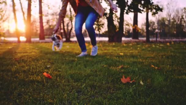 在公园里和小狗玩耍的女人慢动作 平稳的 动态的 骑士国王查尔斯 斯班尼尔的小狗在户外享受着阳光普照的日落 与快乐的女孩一起奔跑和跳跃 宠物和主人的爱 — 图库视频影像