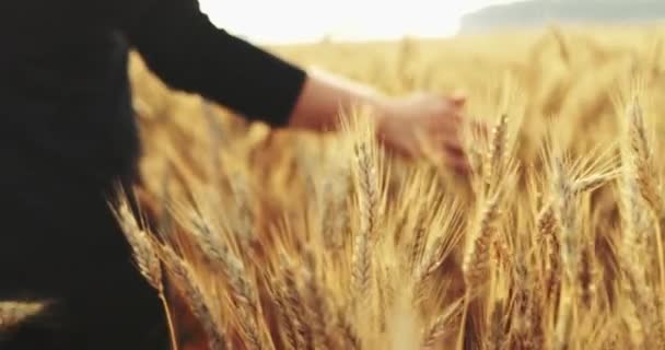 Man Hand Buğday Tarlasında Koşan Yakın Çekimi Dolly Shot Yavaş — Stok video