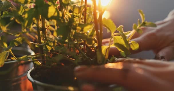 Mãos Plantando Manjericão Fundo Iluminado Pelo Sol Lento Movimento Mãos — Vídeo de Stock