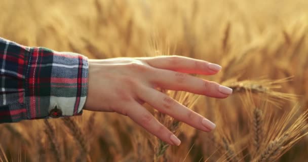 Gros Plan Main Femme Courant Travers Champ Blé Prise Vue — Video