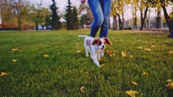 Puppy Walking Woman Park Mozione Lenta Stabile Dinamica Cavalier King — Video Stock