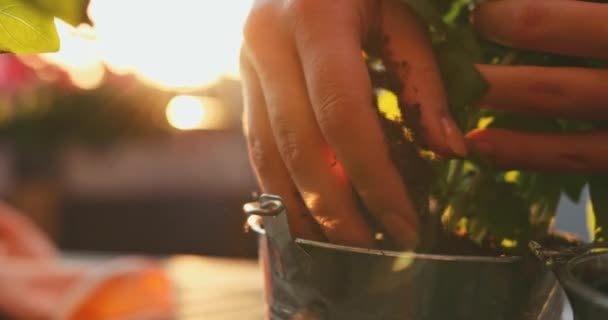 手工种植罗勒 阳光背景 缓慢的运动 为窗户 庭院或花园制作夏季草药盒的女性手 室内园林绿化关门 灯彩闪烁 — 图库视频影像