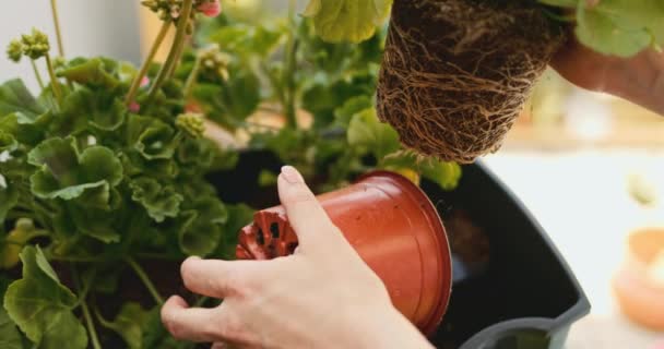 Hände Die Basilikum Pflanzen Sonnenbeschienener Hintergrund Slow Motion Frau Stellt — Stockvideo