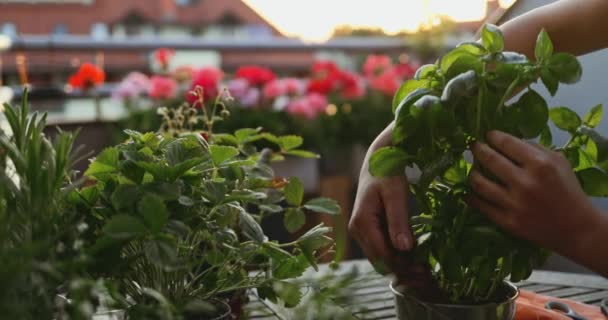 手はバジルを植え 日光の背景 スローモーション バルコニー パティオや庭のための夏のハーブボックスポットを作る女性の手 屋外の庭を閉じる レンズフレア — ストック動画