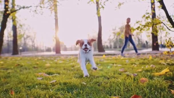 Joyeux Chiot Mignon Courant Dans Parc Motion Lent Stabilisé Dynamique — Video