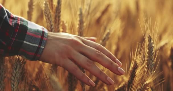 Close Van Hand Van Vrouw Die Door Het Tarweveld Loopt — Stockvideo