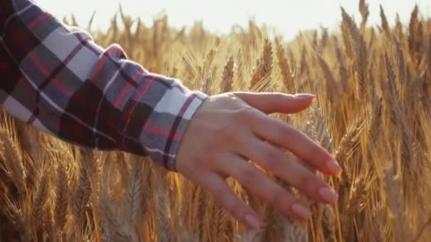 Nahaufnahme Der Hand Einer Frau Die Durch Das Weizenfeld Läuft — Stockvideo