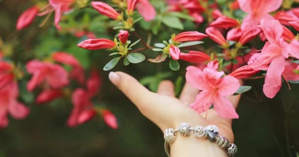 Femme Achetant Des Fleurs Dans Magasin Jardin Ensoleillé Jeune Femme — Video