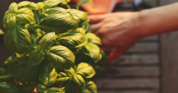 Planter Basilic Main Fond Ensoleillé Lenteur Motion Les Mains Femme — Video