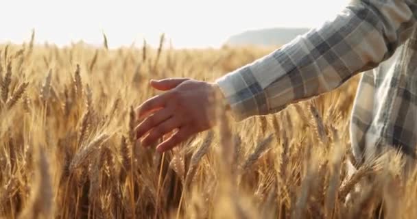 Close Mão Homem Correndo Através Campo Trigo Dolly Shot Lento — Vídeo de Stock