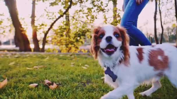 Puppy Walking Woman Park Slow Motion Stabilized Dynamic Cavalier King — Stock Video