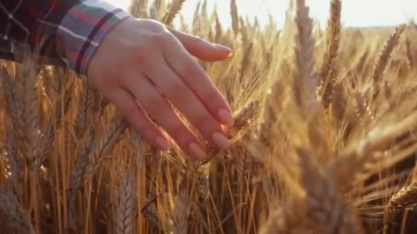 Detailní Záběr Ženské Ruky Běžící Přes Pšeničné Pole Panenka Střelená — Stock video