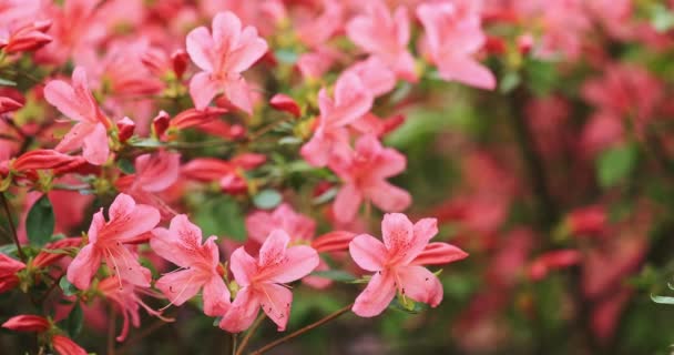 Närbild Rosa Rhododendron Bush Blommor Sakta Backarna Inspelning Dci Upplösning — Stockvideo