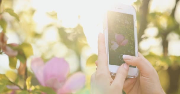 Een Vrouw Die Bloemen Schiet Een Smartphone Vertraag Bewegen Lens — Stockvideo