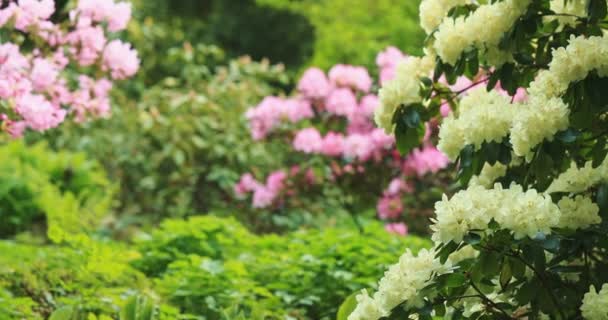 Rododendron Çalıları Çiçek Açar Yavaş Bir Hareket Yap Dci Çözünürlüğünde — Stok video