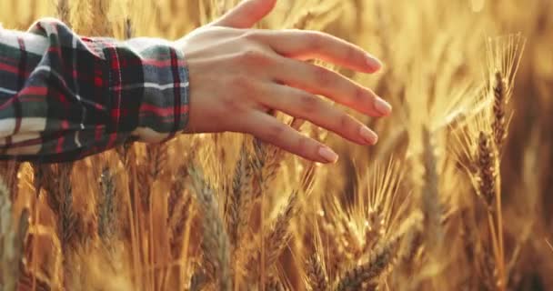 여성의 Wheat 필드를 달리는 클로즈업 Dolly Dci 만지는 플레어 수확에 — 비디오